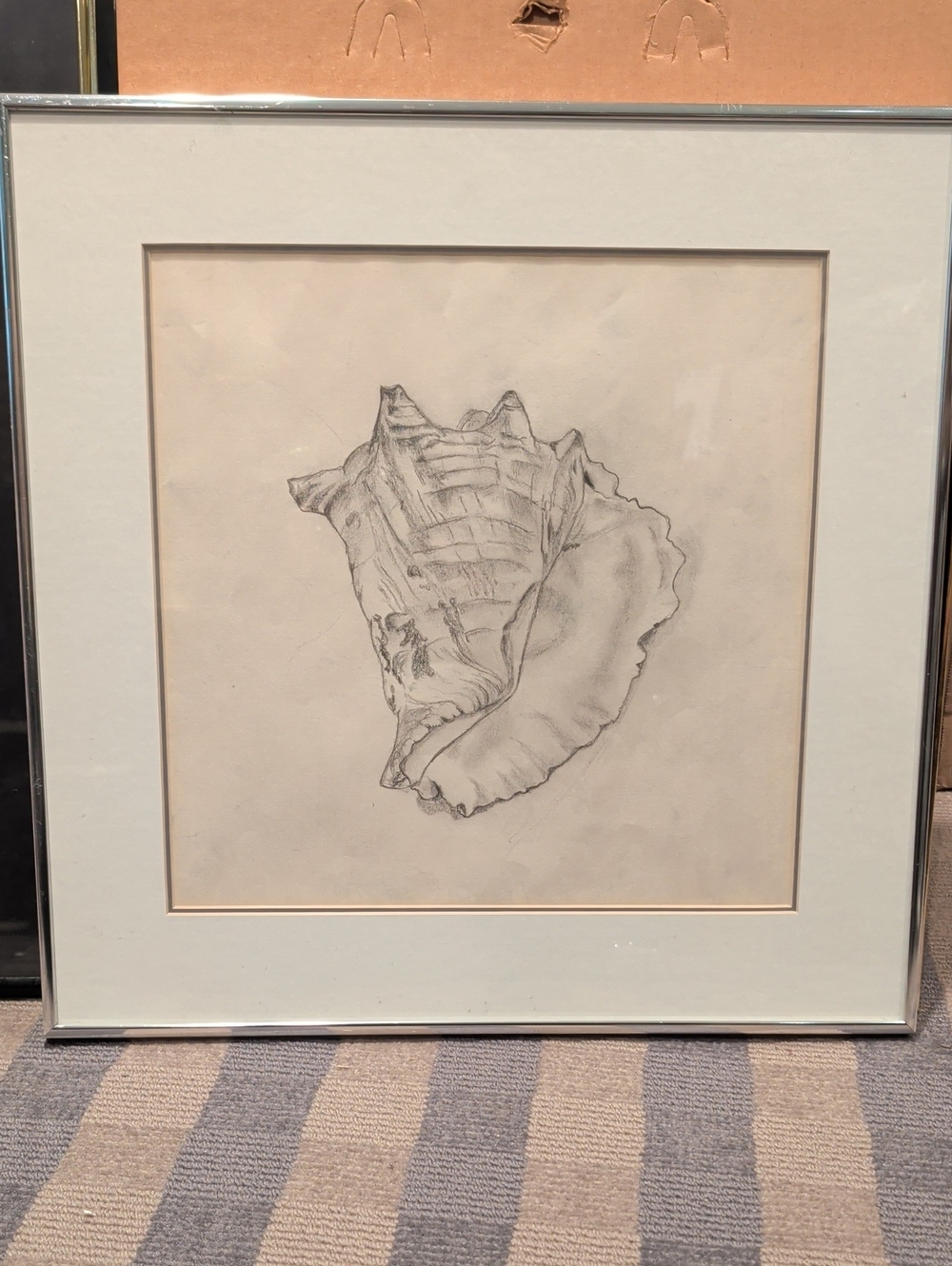 Framed Shell Pencil Drawing in White Mat and Silver Frame 17.5" Square.
